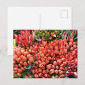 Carte Postale Tulipes (Devant / Derrière)