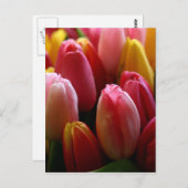 Carte Postale Tulipes (Devant / Derrière)