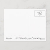 Carte Postale Tulipes (Dos)