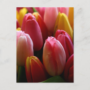 Carte Postale Tulipes