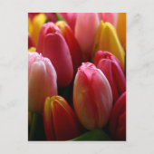 Carte Postale Tulipes (Devant)