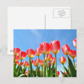 Carte Postale Tulipes (Devant / Derrière)