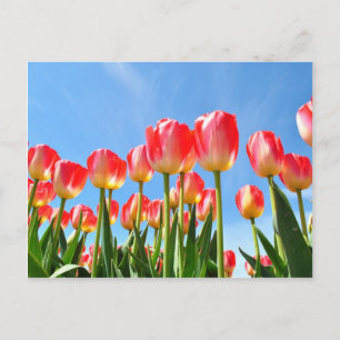 Carte Postale Tulipes