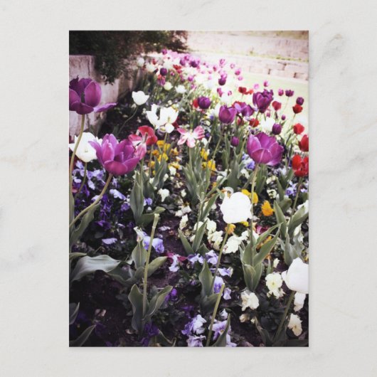 Carte Postale Tulipes (Devant)