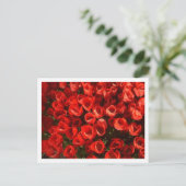 Carte Postale Tulipes (Debout devant)