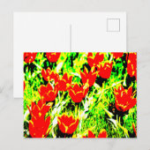 Carte Postale Tulipes (Devant / Derrière)