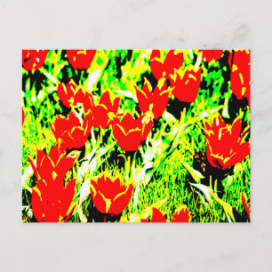 Carte Postale Tulipes