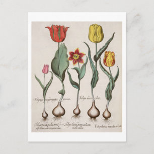 Carte Postale Tulipes : 1.Tulipa lutea maculis rubens; 2.Tulipa 