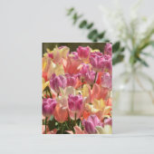 Carte Postale Tulipes #2 (Debout devant)