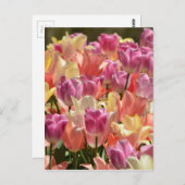 Carte Postale Tulipes #2 (Devant / Derrière)