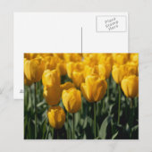 Carte Postale Tulipes 3 (Devant / Derrière)