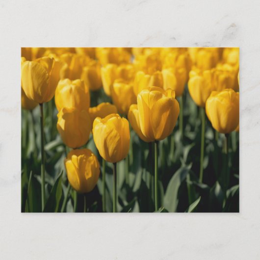 Carte Postale Tulipes 3 (Devant)