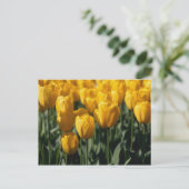 Carte Postale Tulipes 3 (Debout devant)