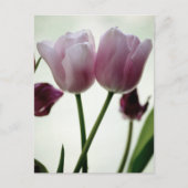 Carte Postale Tulipes 3259 (Devant)