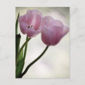 Carte Postale Tulipes 3265 (Devant)