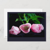 Carte Postale Tulipes 3273 (Devant / Derrière)