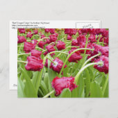 Carte Postale Tulipes à franges rouges (Devant / Derrière)