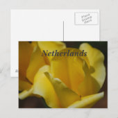 Carte Postale Tulipes à Pays-Bas (Devant / Derrière)