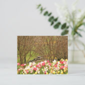 Carte Postale tulipes/arbres (Debout devant)