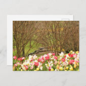 Carte Postale tulipes/arbres (Devant / Derrière)