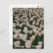 Carte Postale Tulipes argentées et roses (Devant / Derrière)