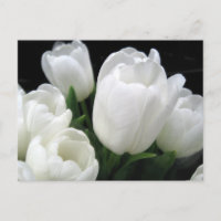 Tulipes blanches