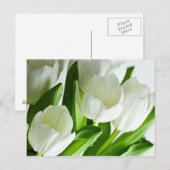 Carte Postale Tulipes blanches (Devant / Derrière)