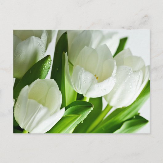 Carte Postale Tulipes blanches (Devant)