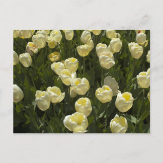 Carte Postale Tulipes blanches dans les jardins de Boston