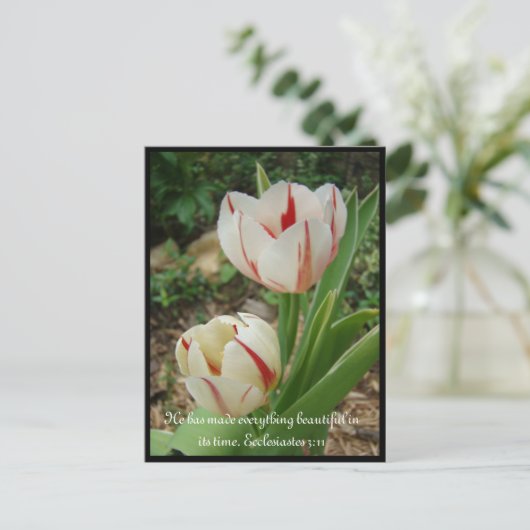 Carte Postale Tulipes blanches et rouges (Debout devant)