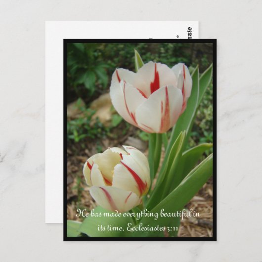 Carte Postale Tulipes blanches et rouges (Devant / Derrière)