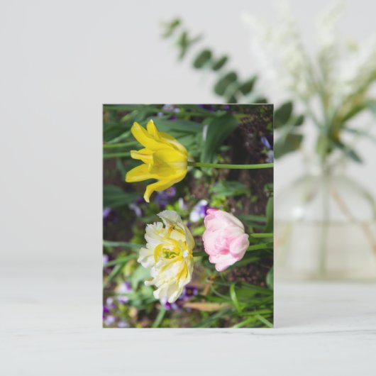 Carte Postale Tulipes blanches, roses et jaunes dans le jardin (Debout devant)