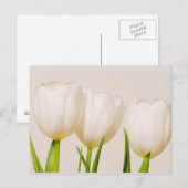 Carte Postale Tulipes blanches sur fond blanc, (Devant / Derrière)