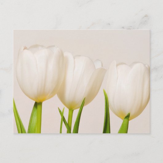 Carte Postale Tulipes blanches sur fond blanc, (Devant)