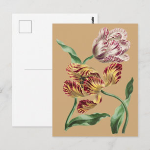Carte Postale Tulipes Botaniques du 18ème Siècle de Style Vintag