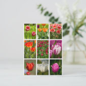 Carte Postale Tulipes colorées (Debout devant)