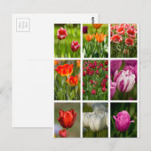 Carte Postale Tulipes colorées (Devant / Derrière)