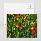 Carte Postale Tulipes Colorées (Devant / Derrière)