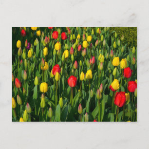 Carte Postale Tulipes Colorées