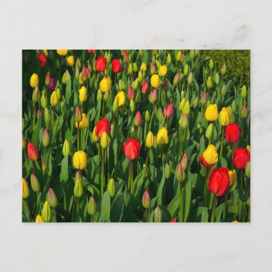 Carte Postale Tulipes Colorées (Devant)