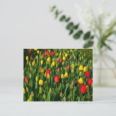 Carte Postale Tulipes Colorées (Debout devant)
