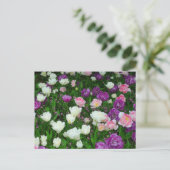 Carte Postale Tulipes colorées (Debout devant)