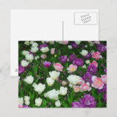 Carte Postale Tulipes colorées (Devant / Derrière)