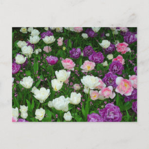 Carte Postale Tulipes colorées