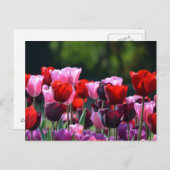 Carte postale Tulipes colorées (Devant / Derrière)