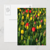 Carte Postale Tulipes colorées (Devant / Derrière)