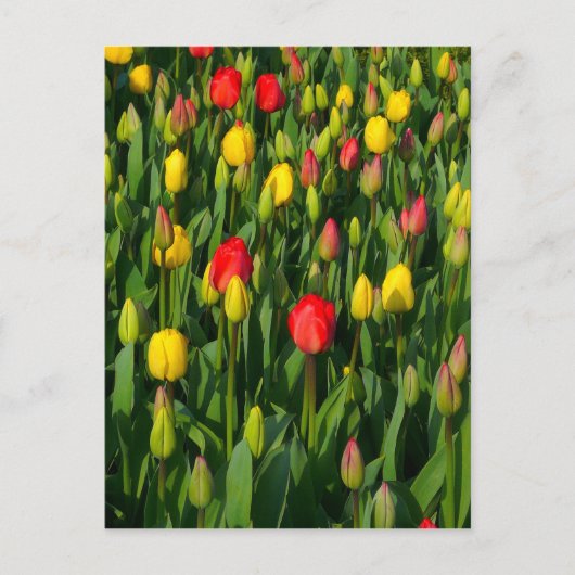 Carte Postale Tulipes colorées (Devant)