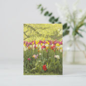 Carte Postale Tulipes colorées dans un parc (Debout devant)