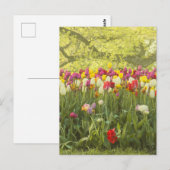 Carte Postale Tulipes colorées dans un parc (Devant / Derrière)