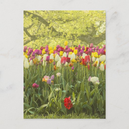 Carte Postale Tulipes colorées dans un parc (Devant)